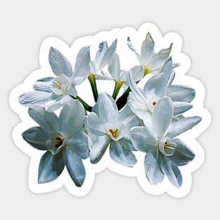 Narcissus - Paperwhite Narcissus Sticker